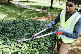 Hedge Shears - Coarse